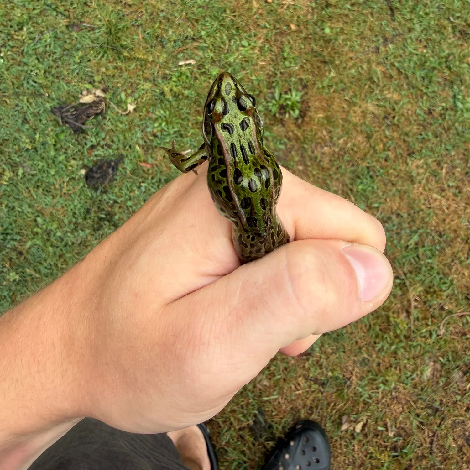 The most recent Northern leopard frog catches on Fishbrain