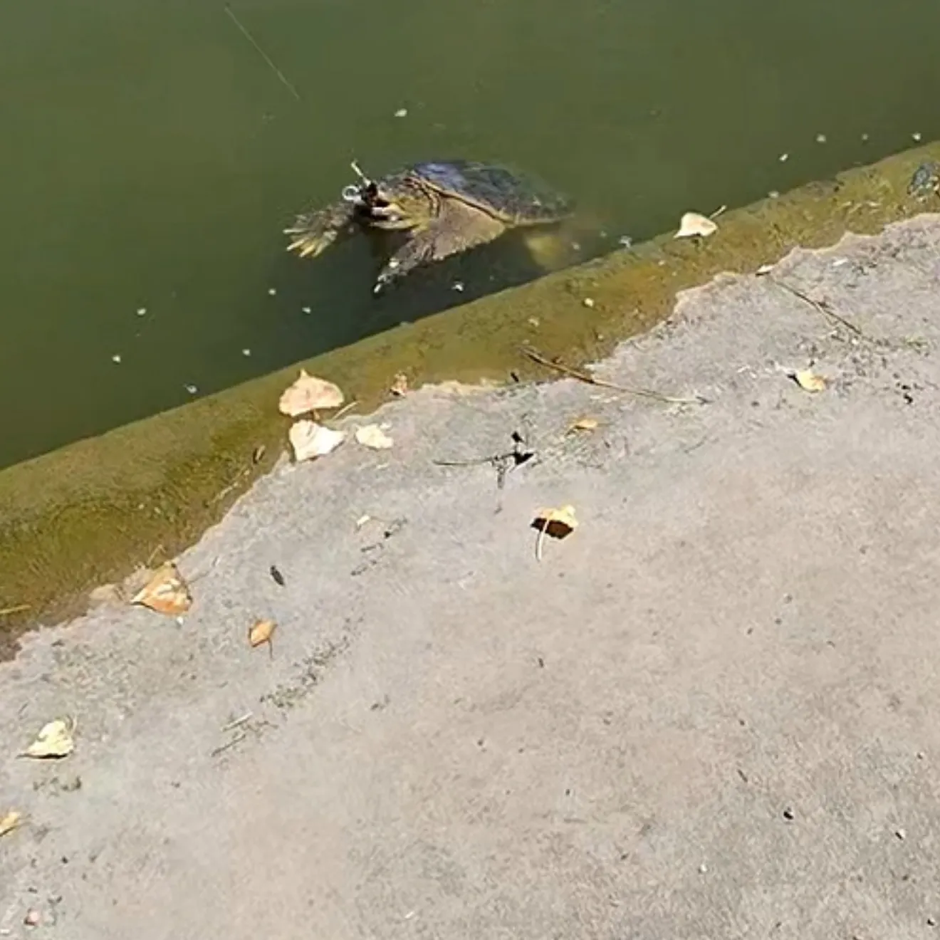 Common snapping turtle caught on Fishbrain