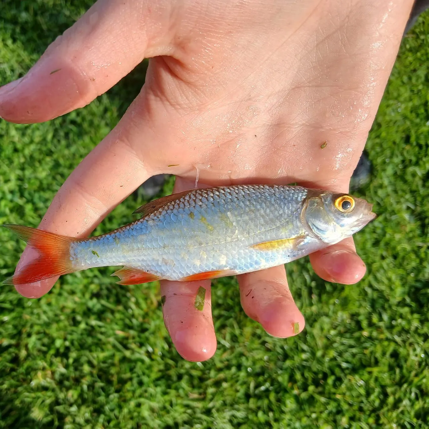 Common roach caught on Fishbrain