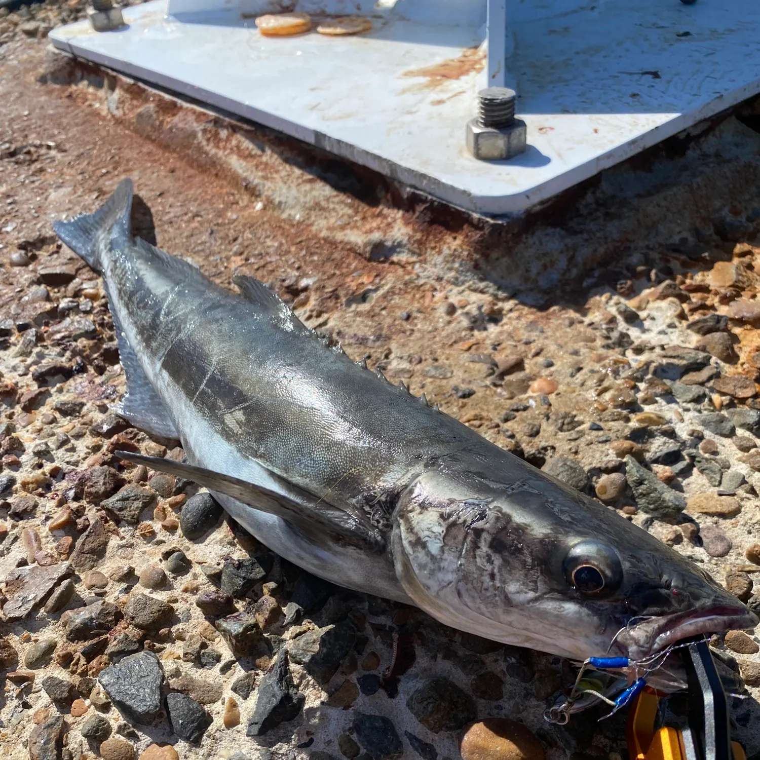 The most recent Cobia catches on Fishbrain