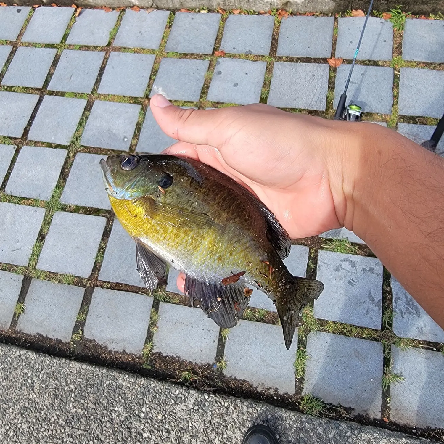 Bluegill caught on Fishbrain