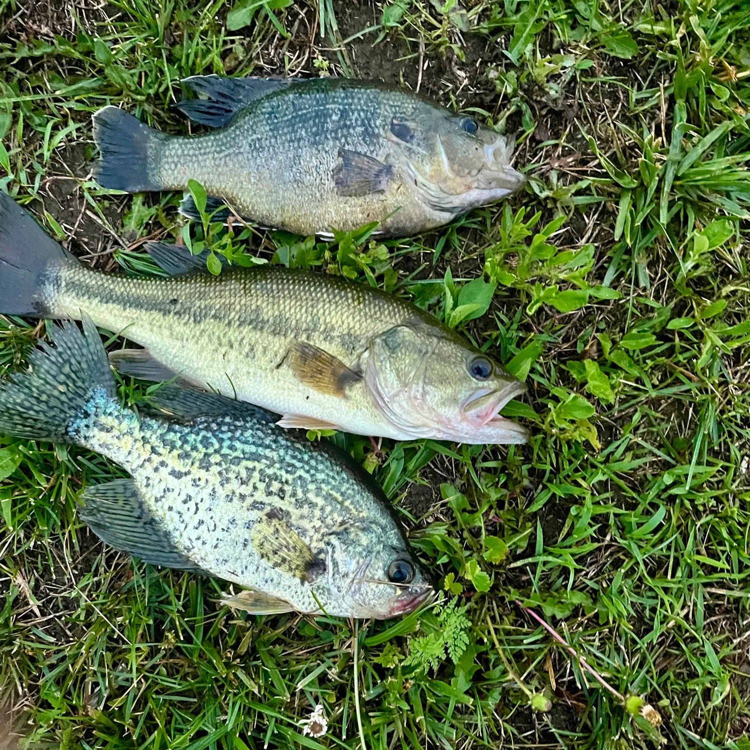 Fish caught on Fishbrain