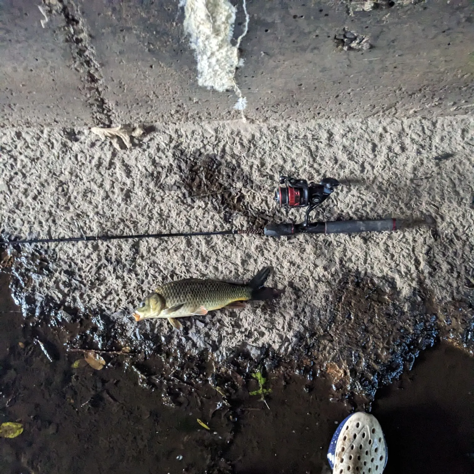 Common carp caught on Fishbrain