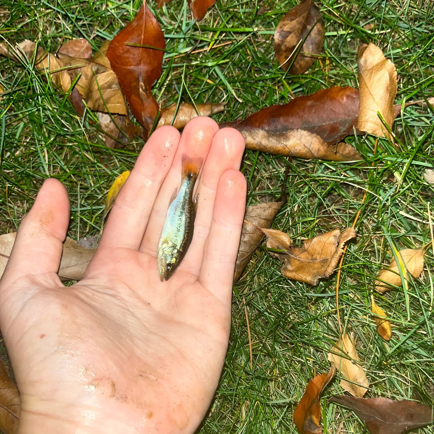 The most recent Hammer octopus catches on Fishbrain