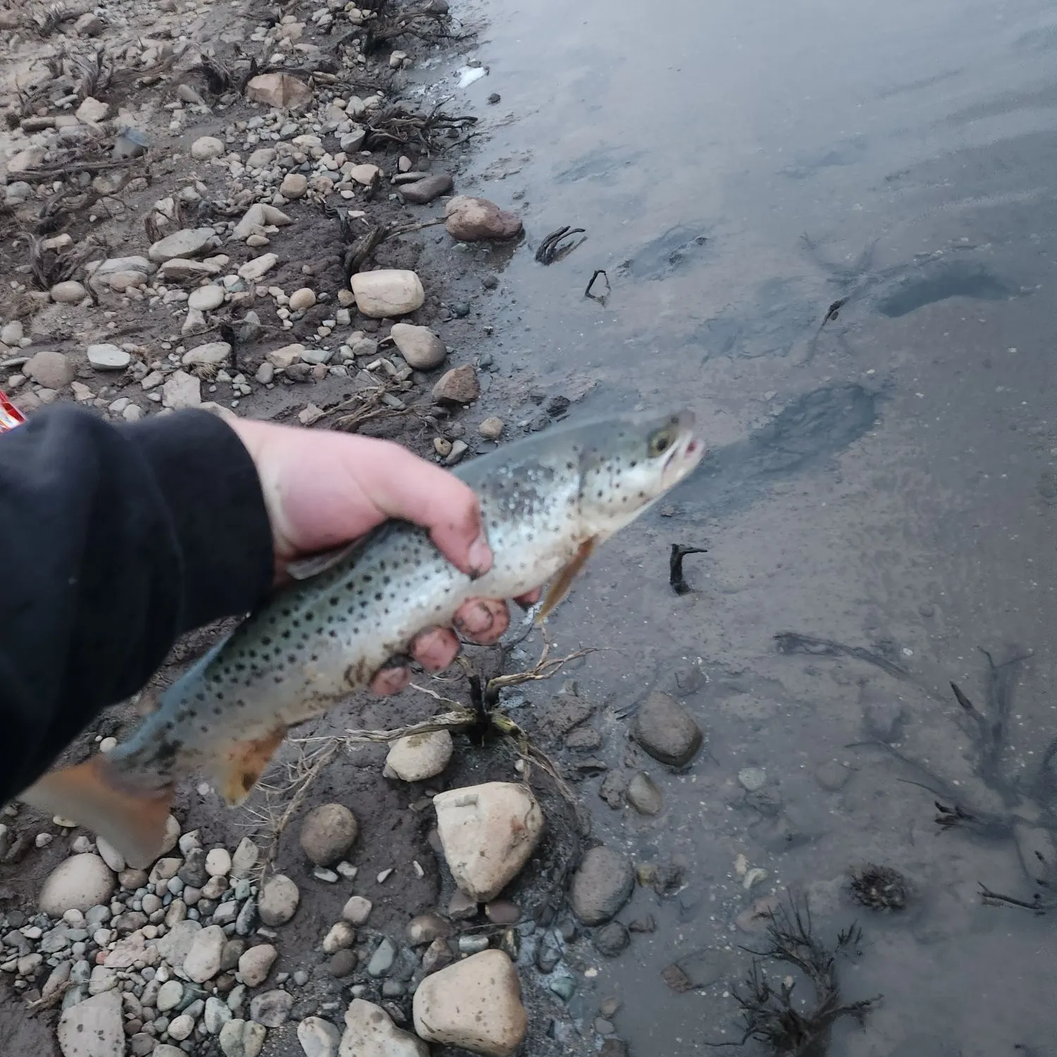 Brown trout caught on Fishbrain
