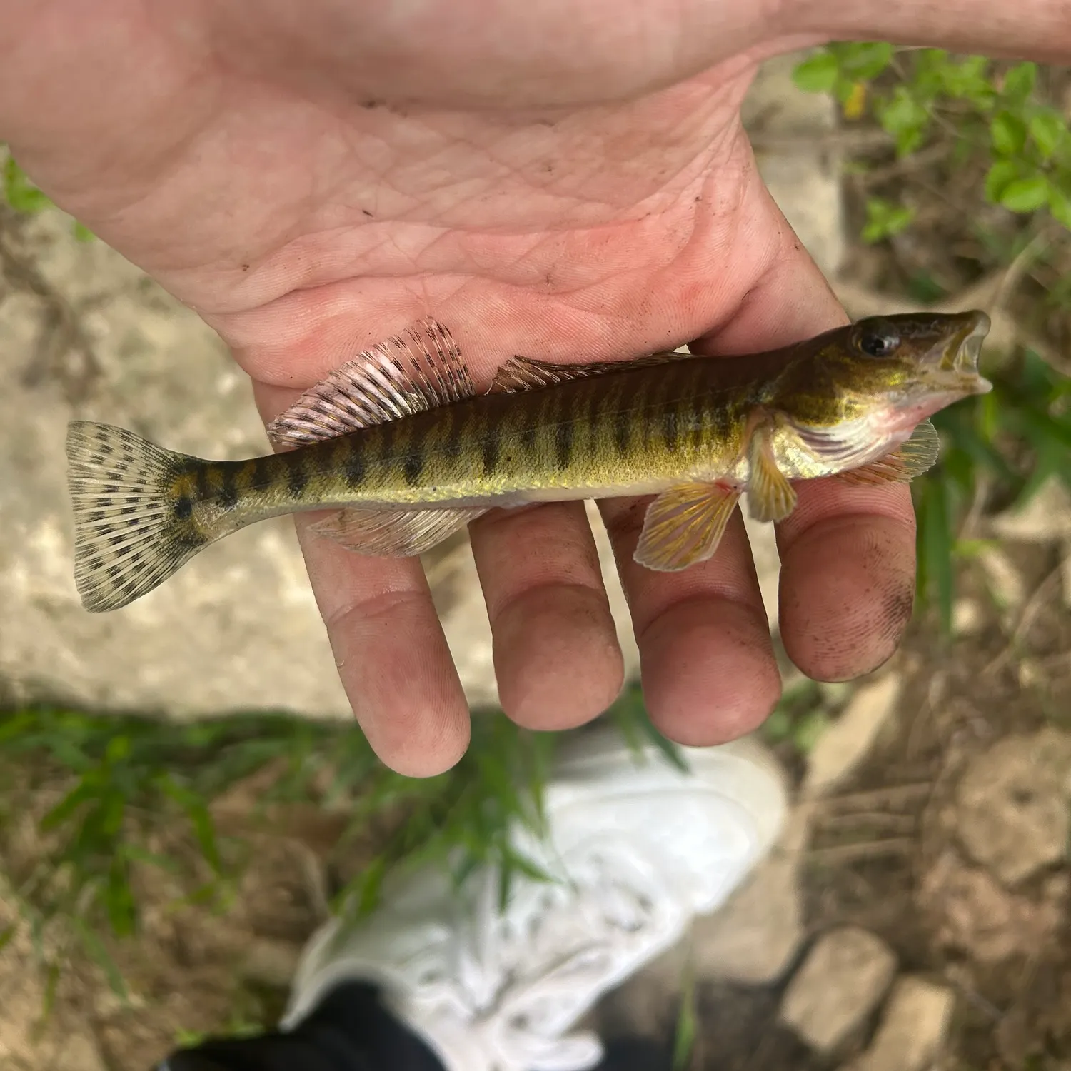 The most recent Common logperch catches on Fishbrain
