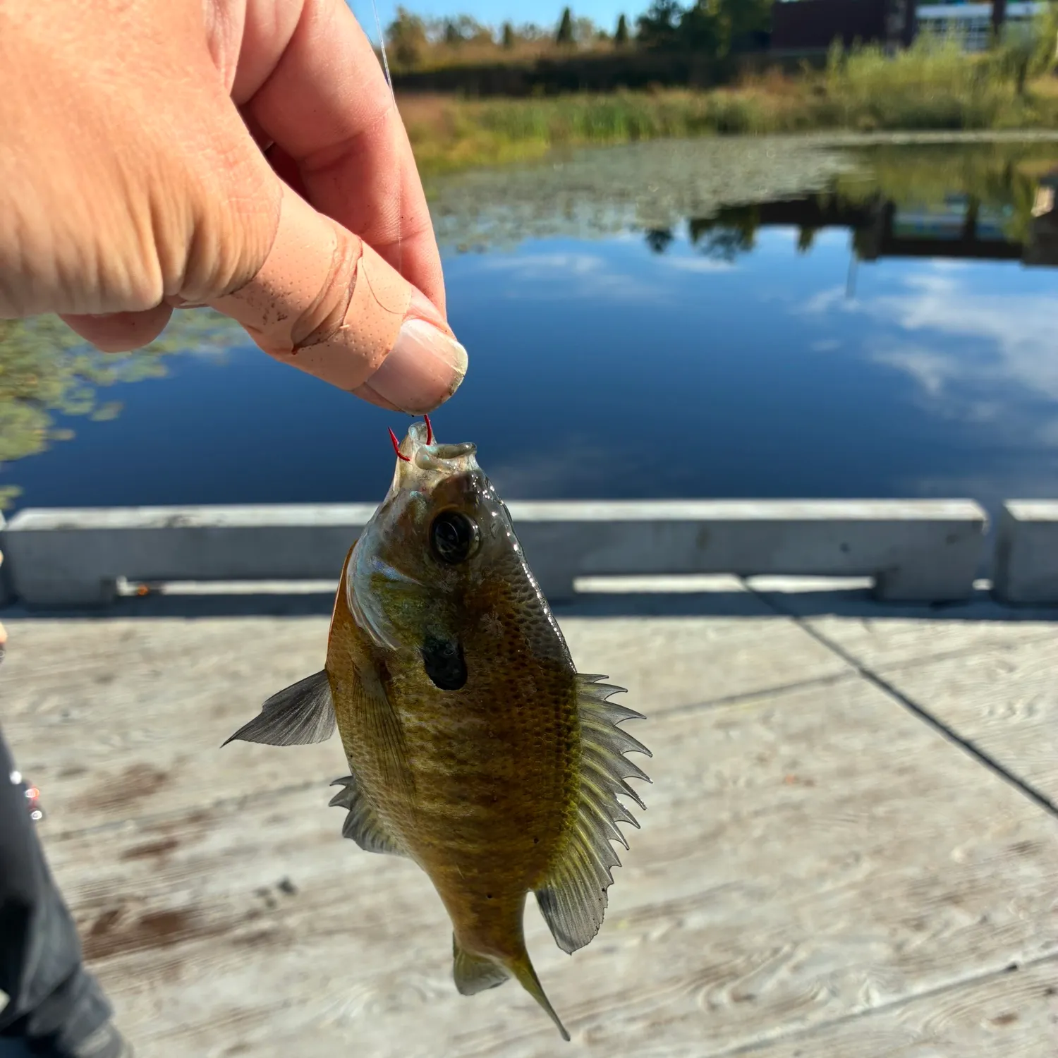 Bluegill caught on Fishbrain