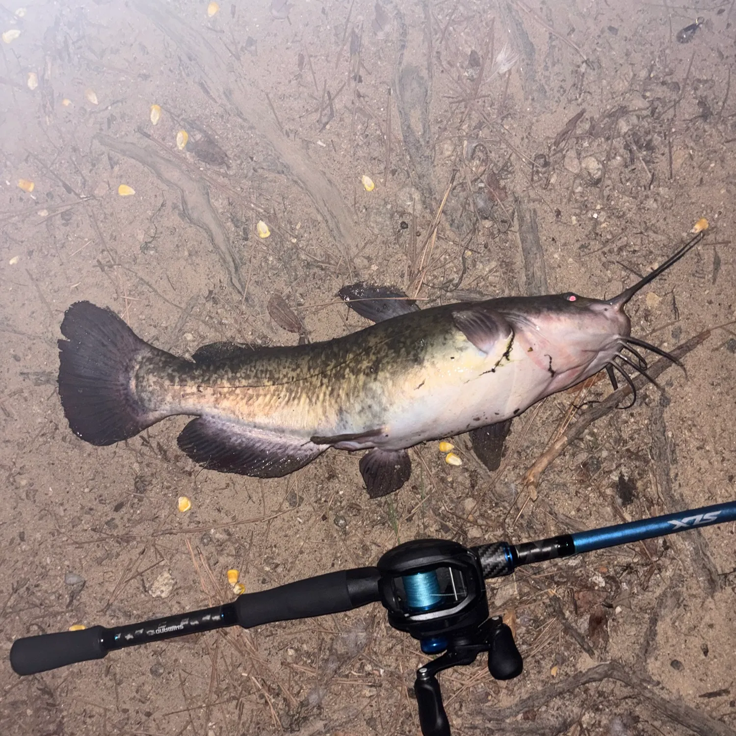 Channel catfish caught on Fishbrain