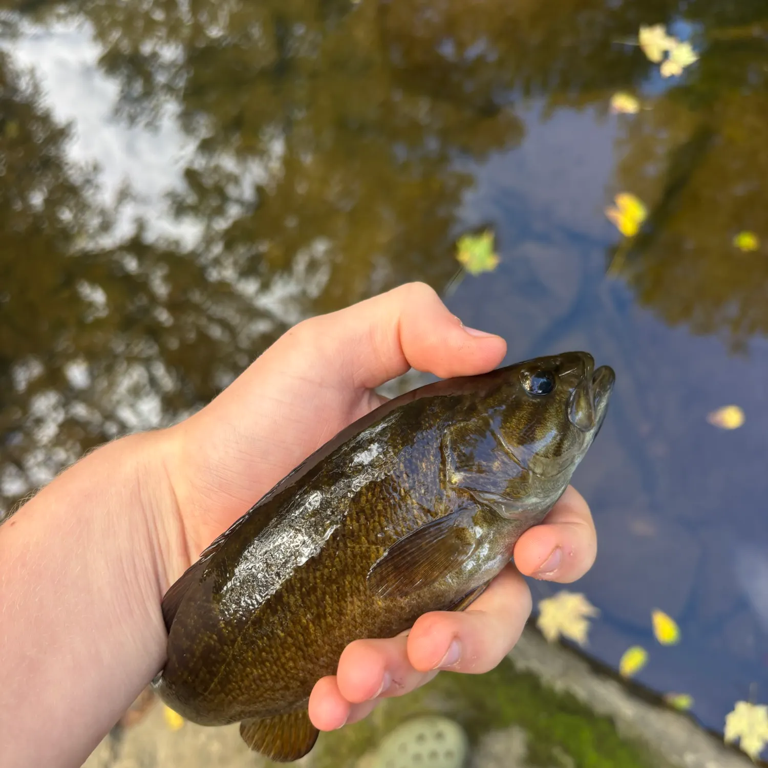 Smallmouth bass caught on Fishbrain