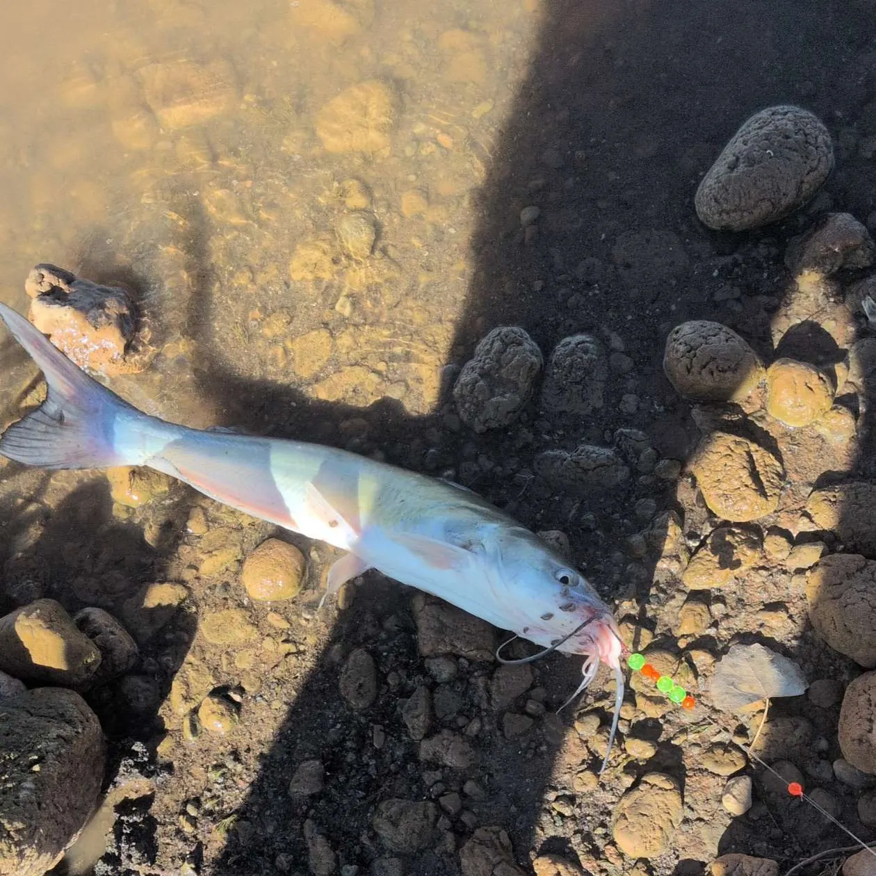 Channel catfish caught on Fishbrain