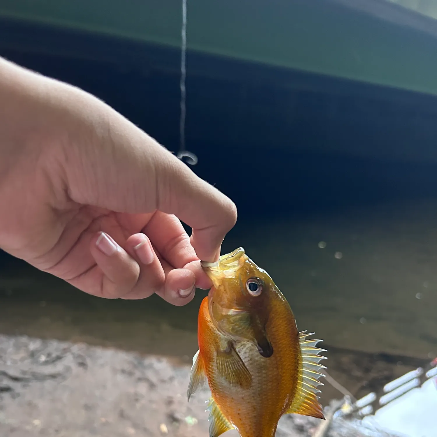 Redbreast sunfish caught on Fishbrain