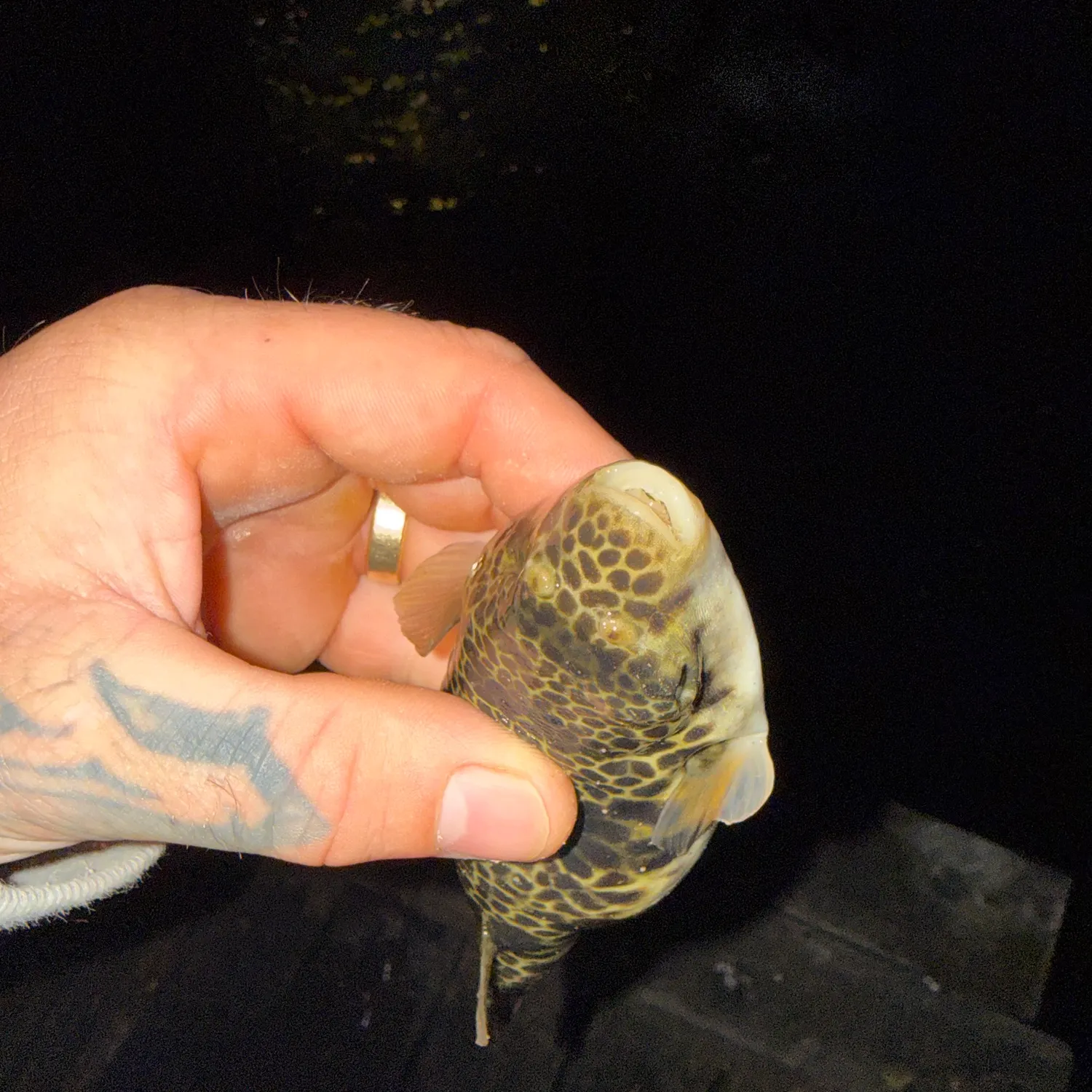 The most recent Smooth toadfish catches on Fishbrain