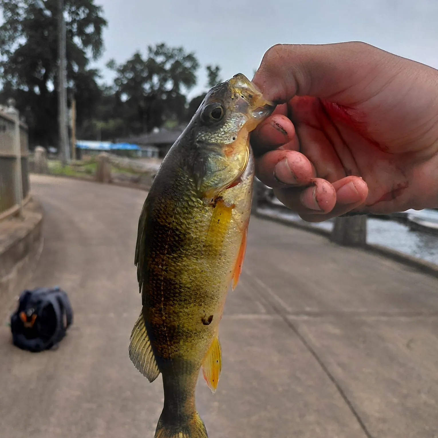 catch