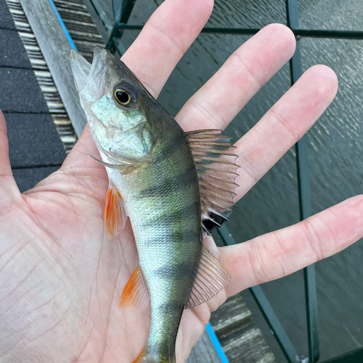 European perch caught on Fishbrain