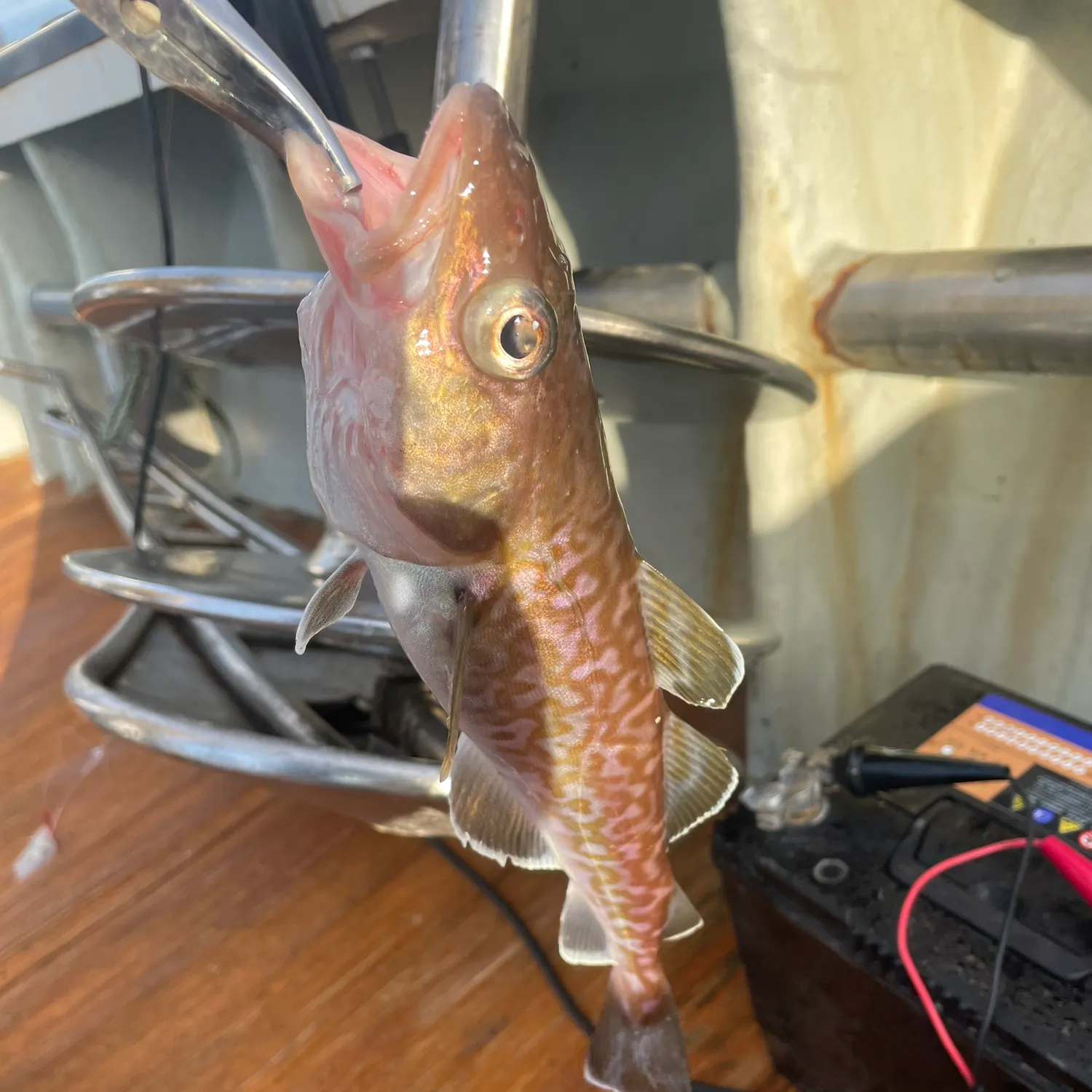 Pacific cod caught on Fishbrain