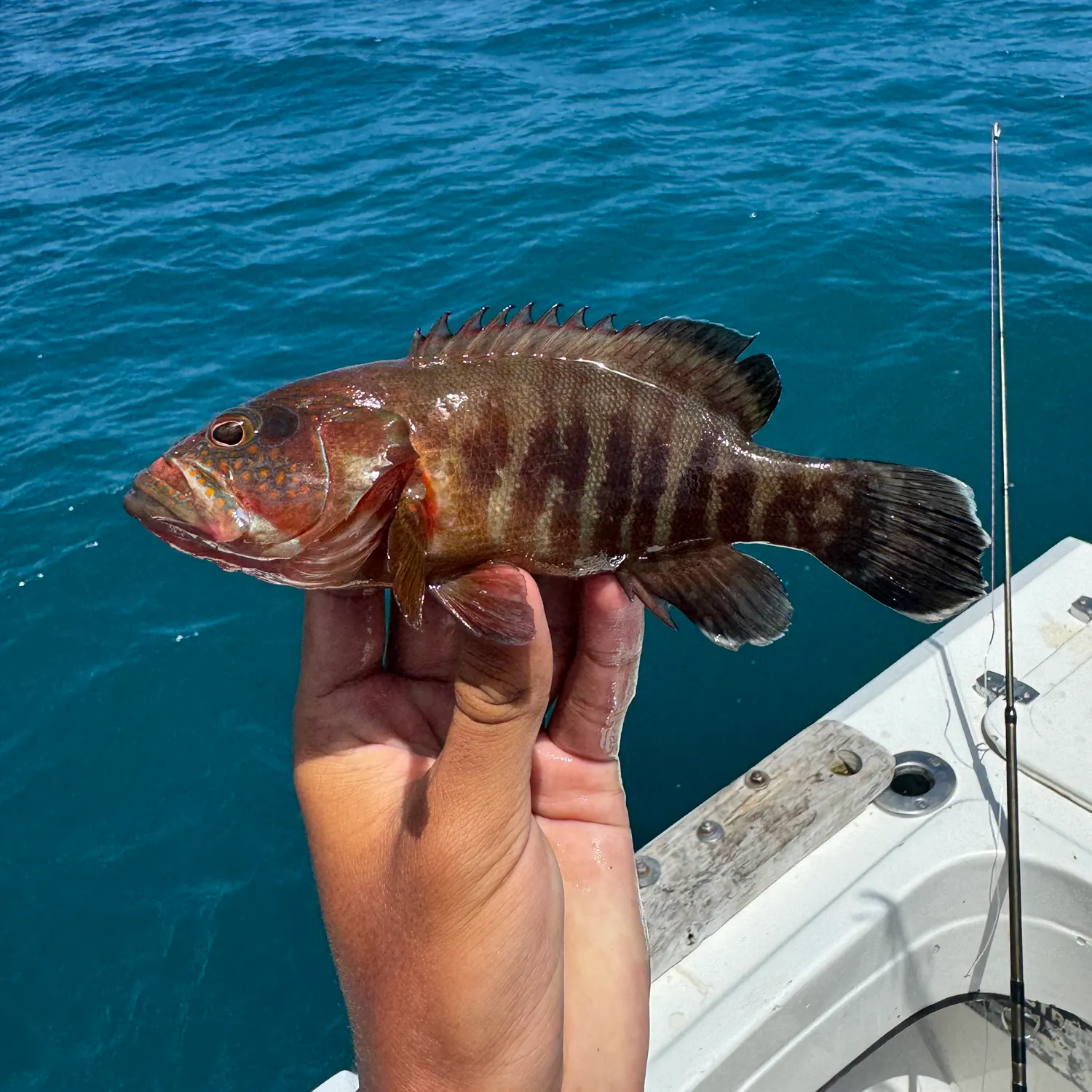 The most recent Pacific graysby grouper catches on Fishbrain