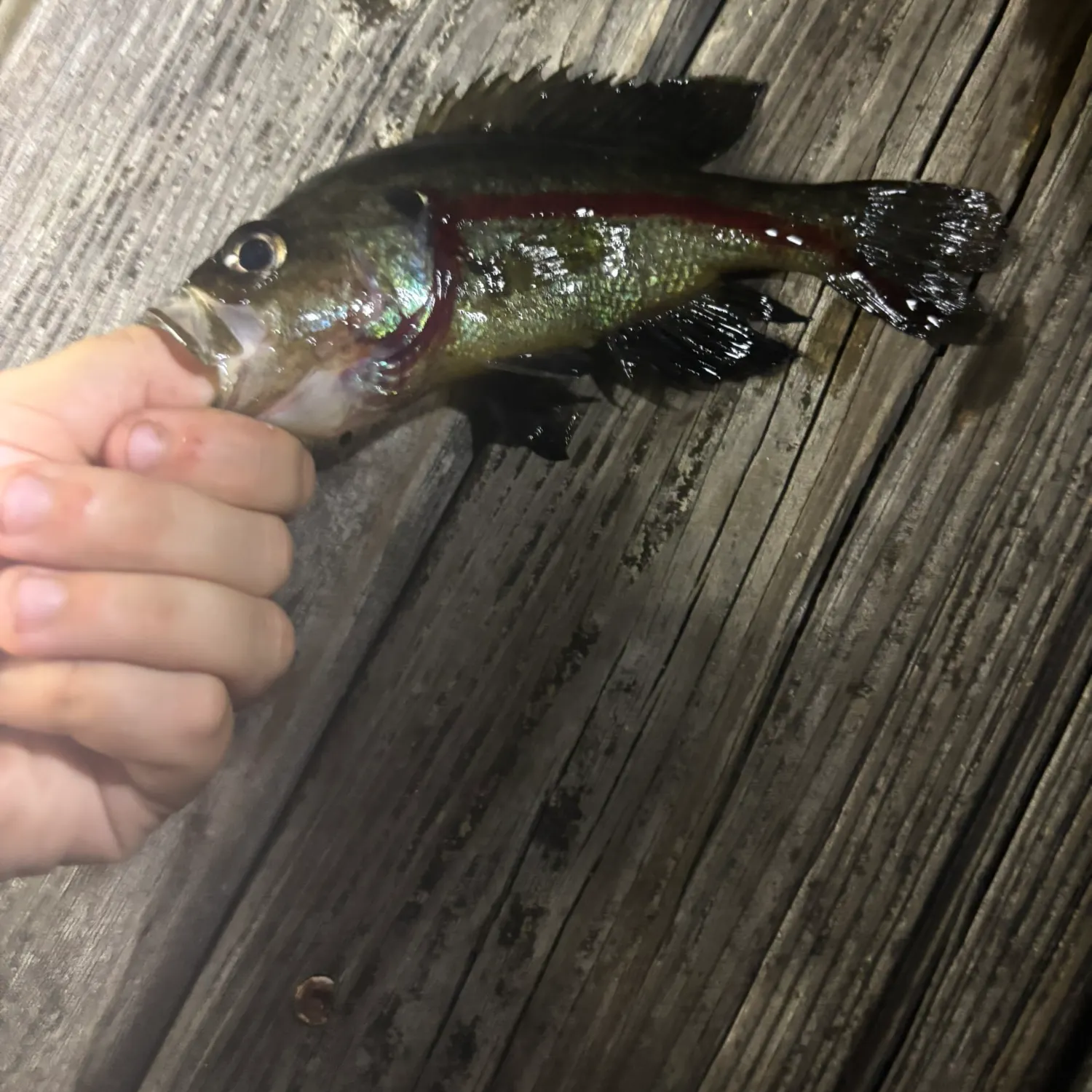 The most recent Meanmouth bass catches on Fishbrain