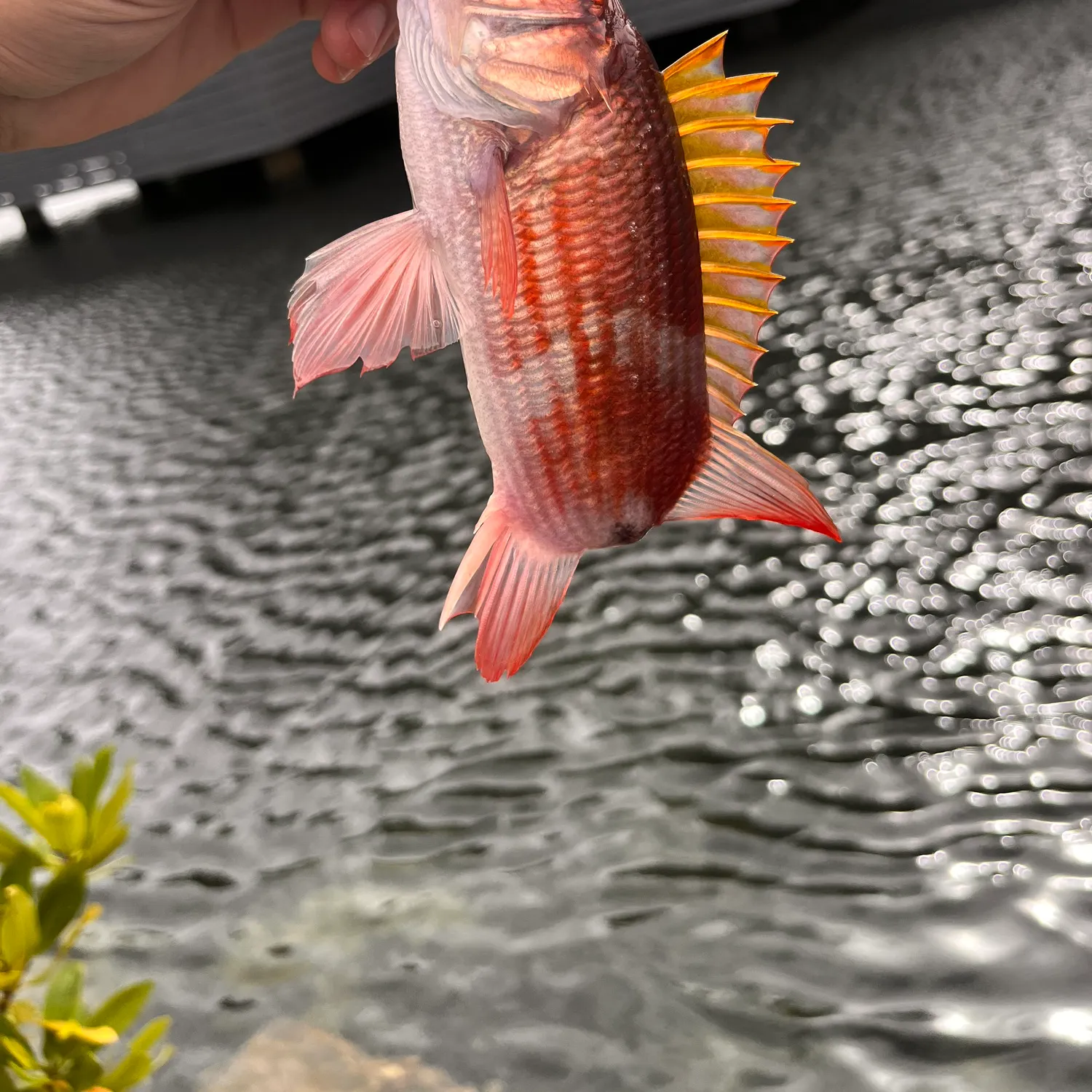 The most recent Squirrelfish catches on Fishbrain
