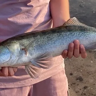 Zander caught on Fishbrain