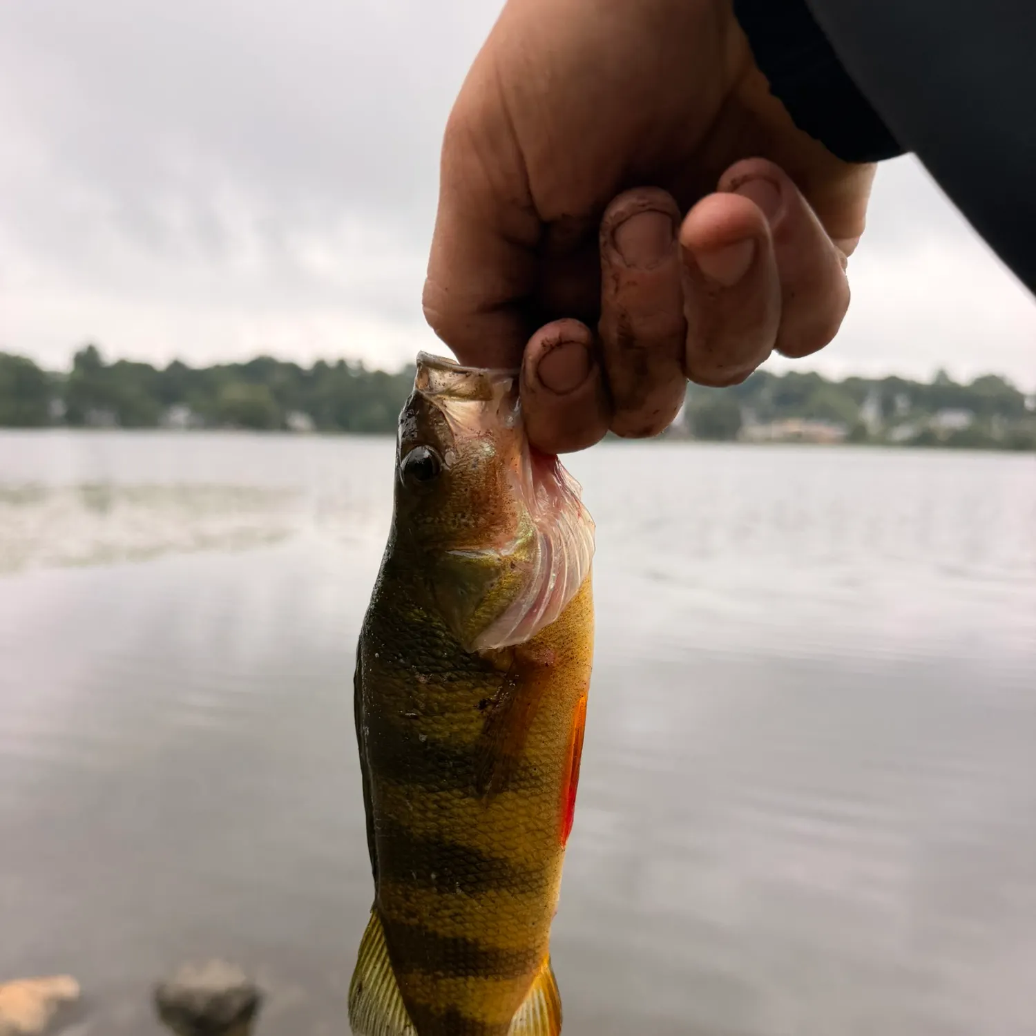 Yellow perch caught on Fishbrain