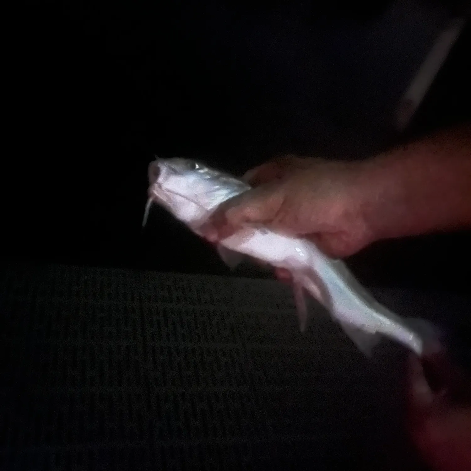 Hardhead sea catfish caught on Fishbrain