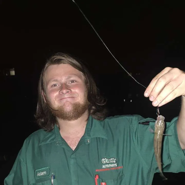 Yellow perch caught on Fishbrain