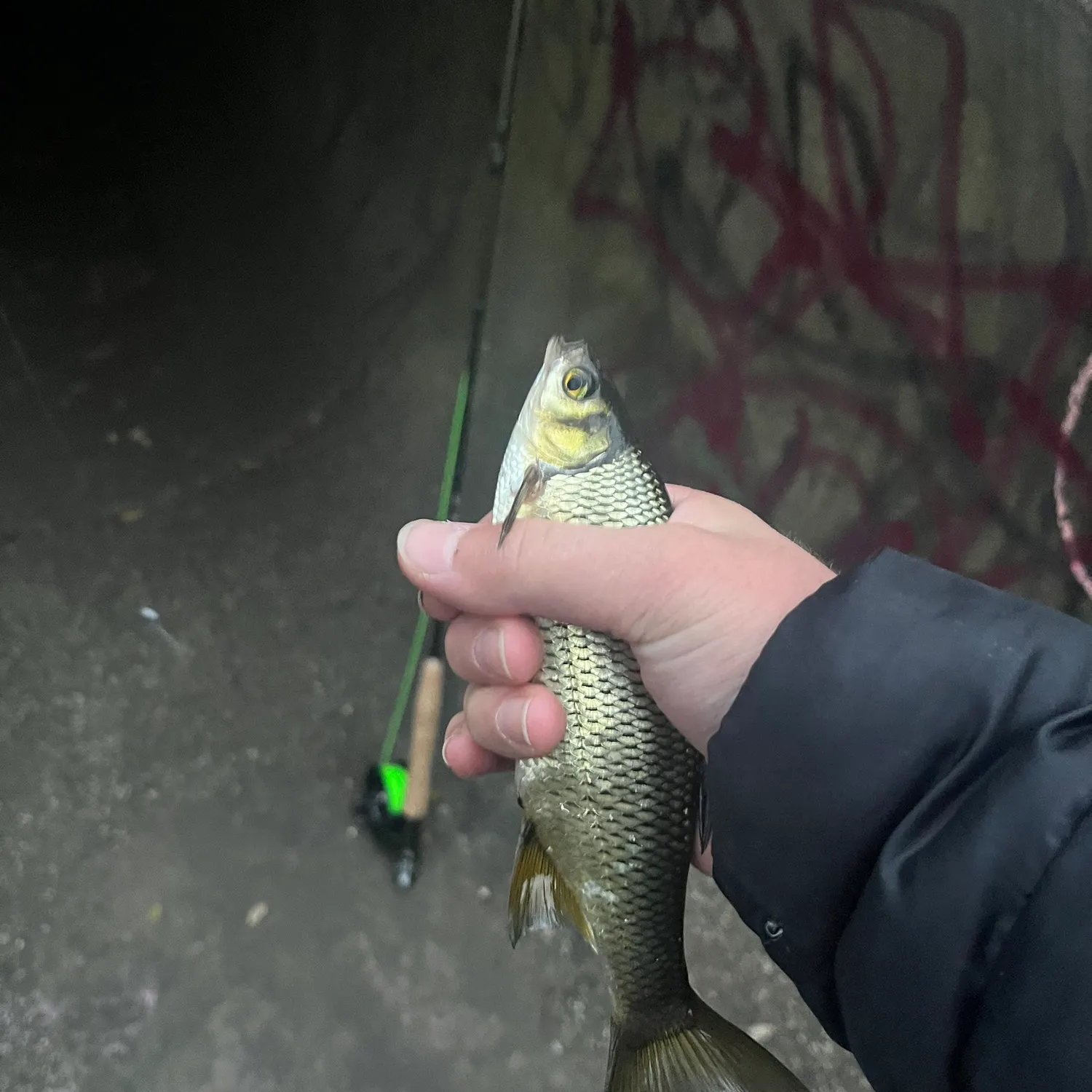 The most recent Golden shiner catches on Fishbrain