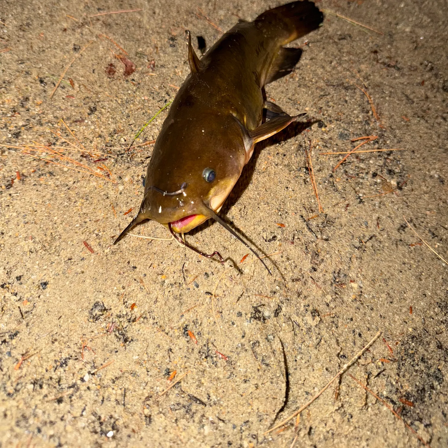 catch