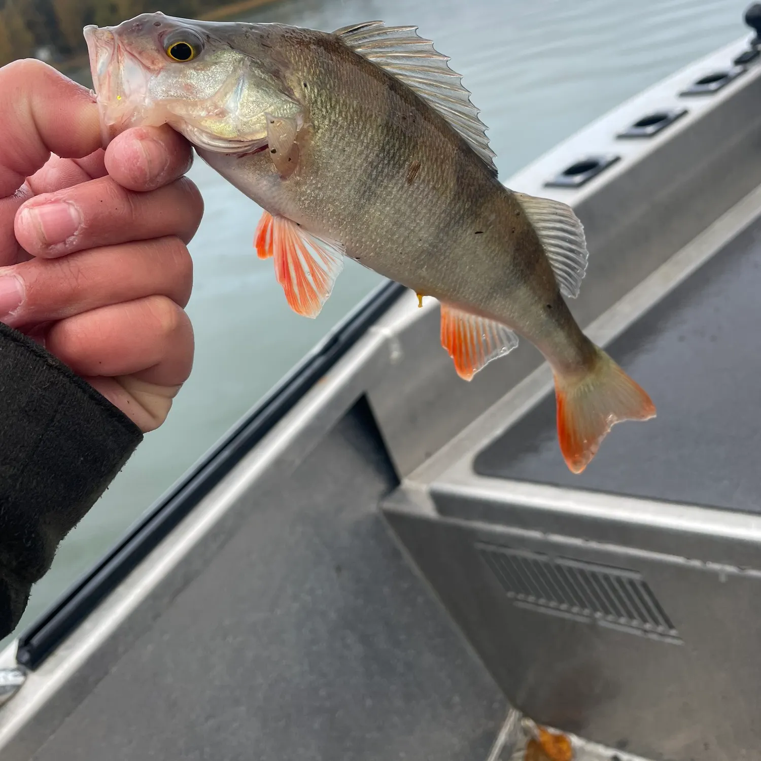 European perch caught on Fishbrain
