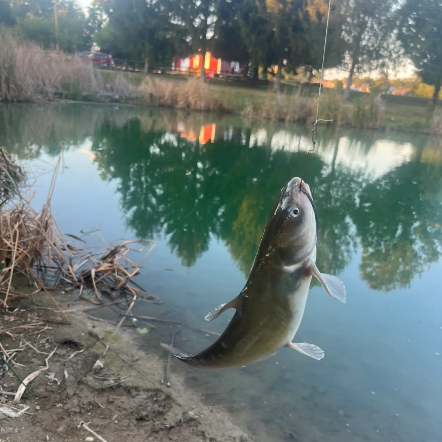 Channel catfish caught on Fishbrain