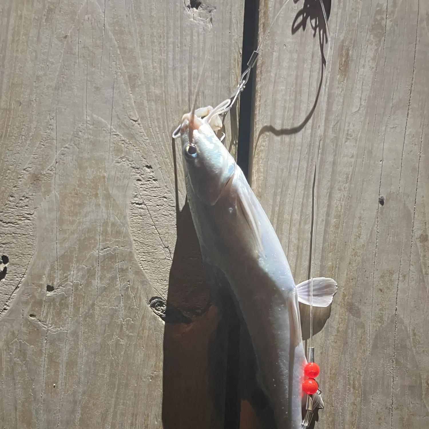Hardhead sea catfish caught on Fishbrain