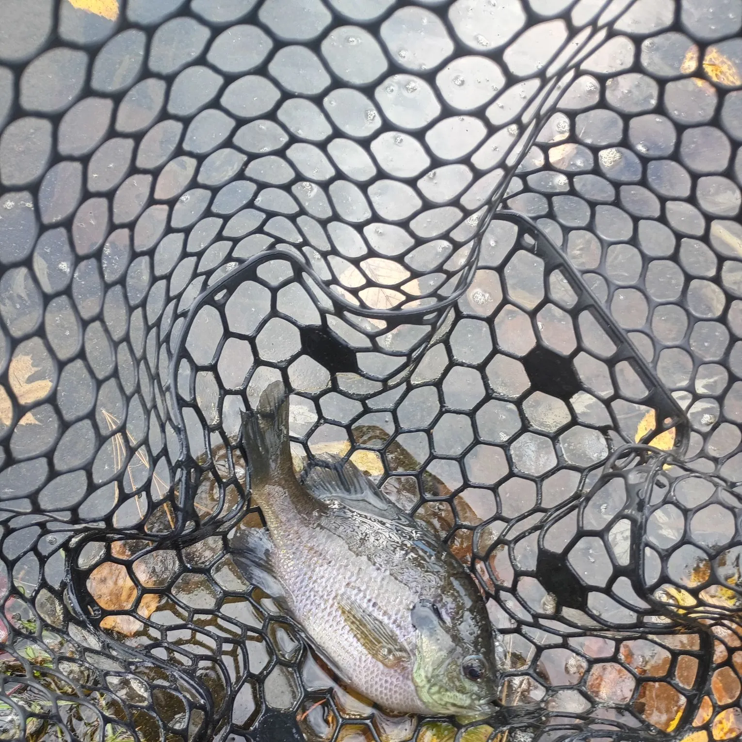 The most recent Bluegill catches on Fishbrain