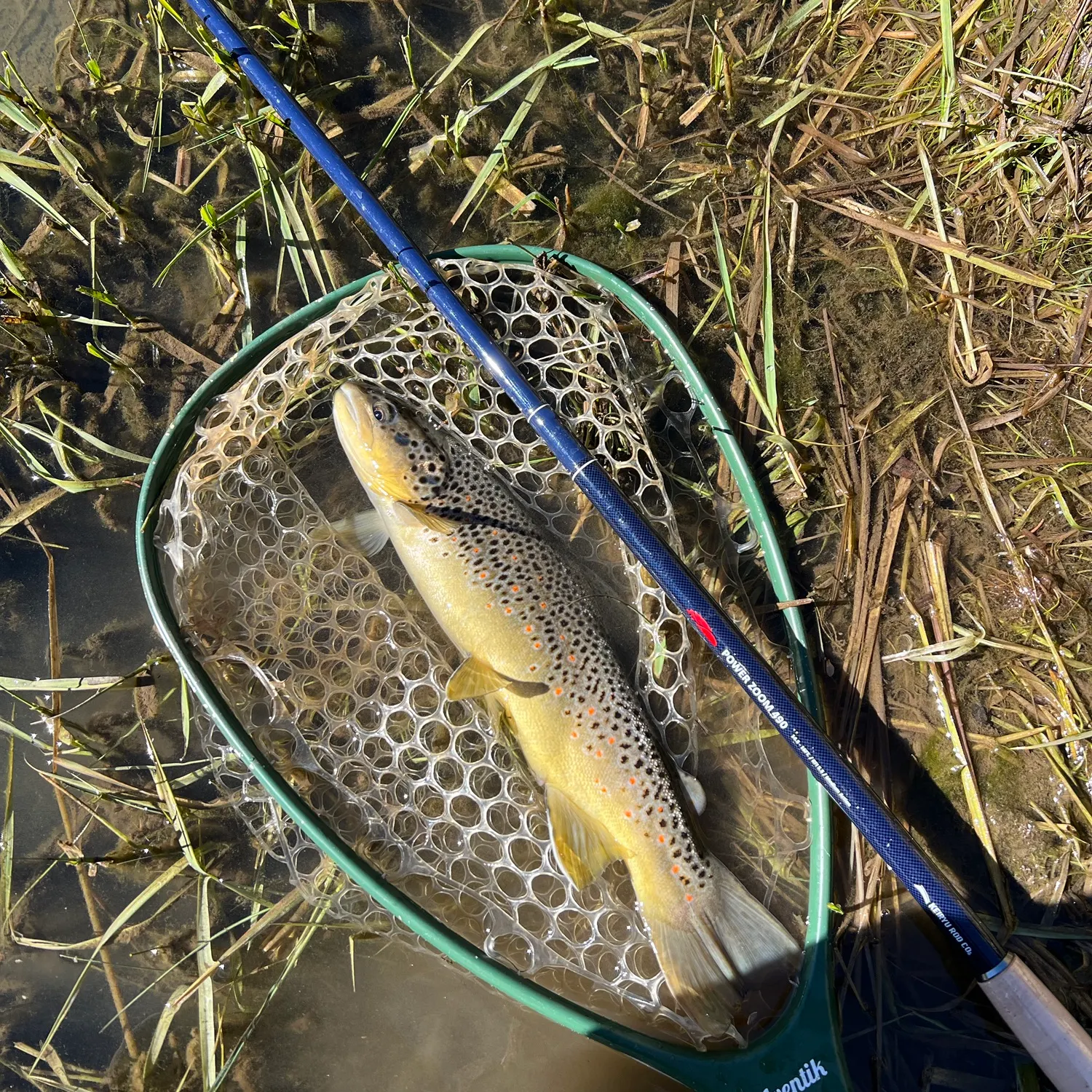 Brown trout caught on Fishbrain