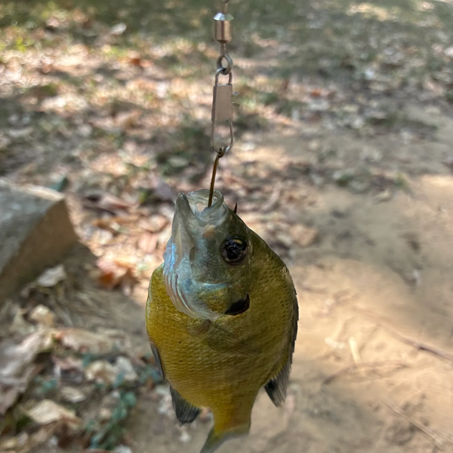Bluegill caught on Fishbrain