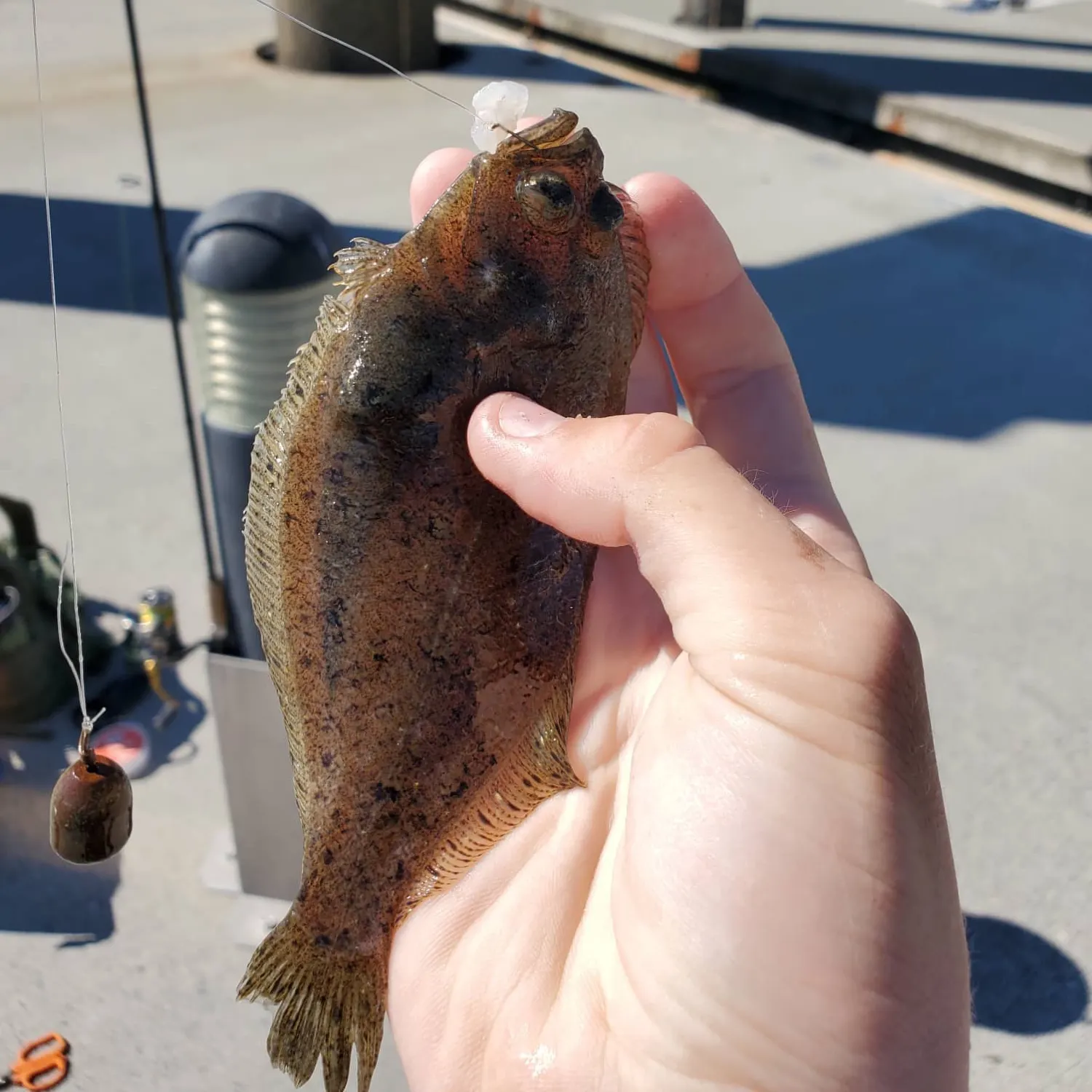Speckled sanddab caught on Fishbrain