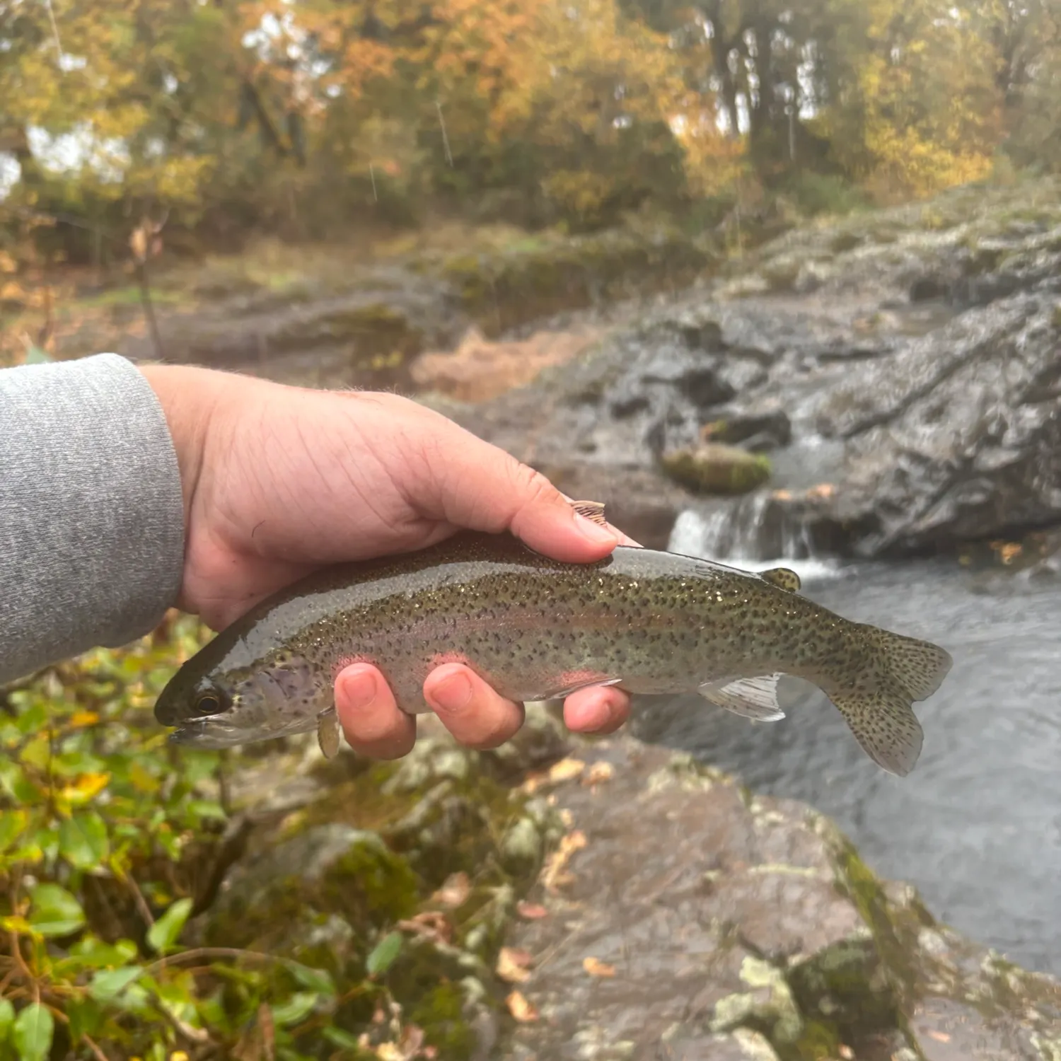 The most recent Rainbow trout catches on Fishbrain