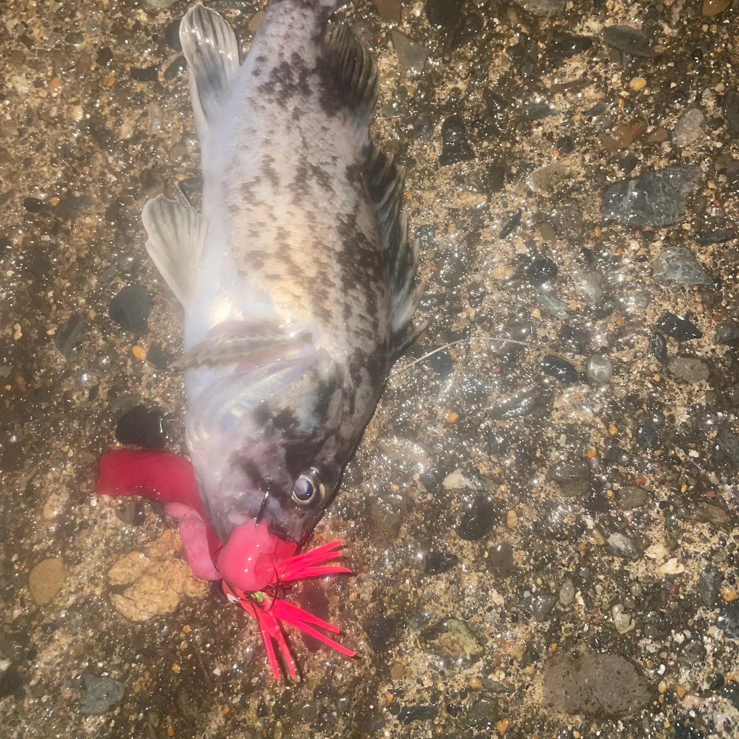 The most recent Japanese white seaperch catches on Fishbrain