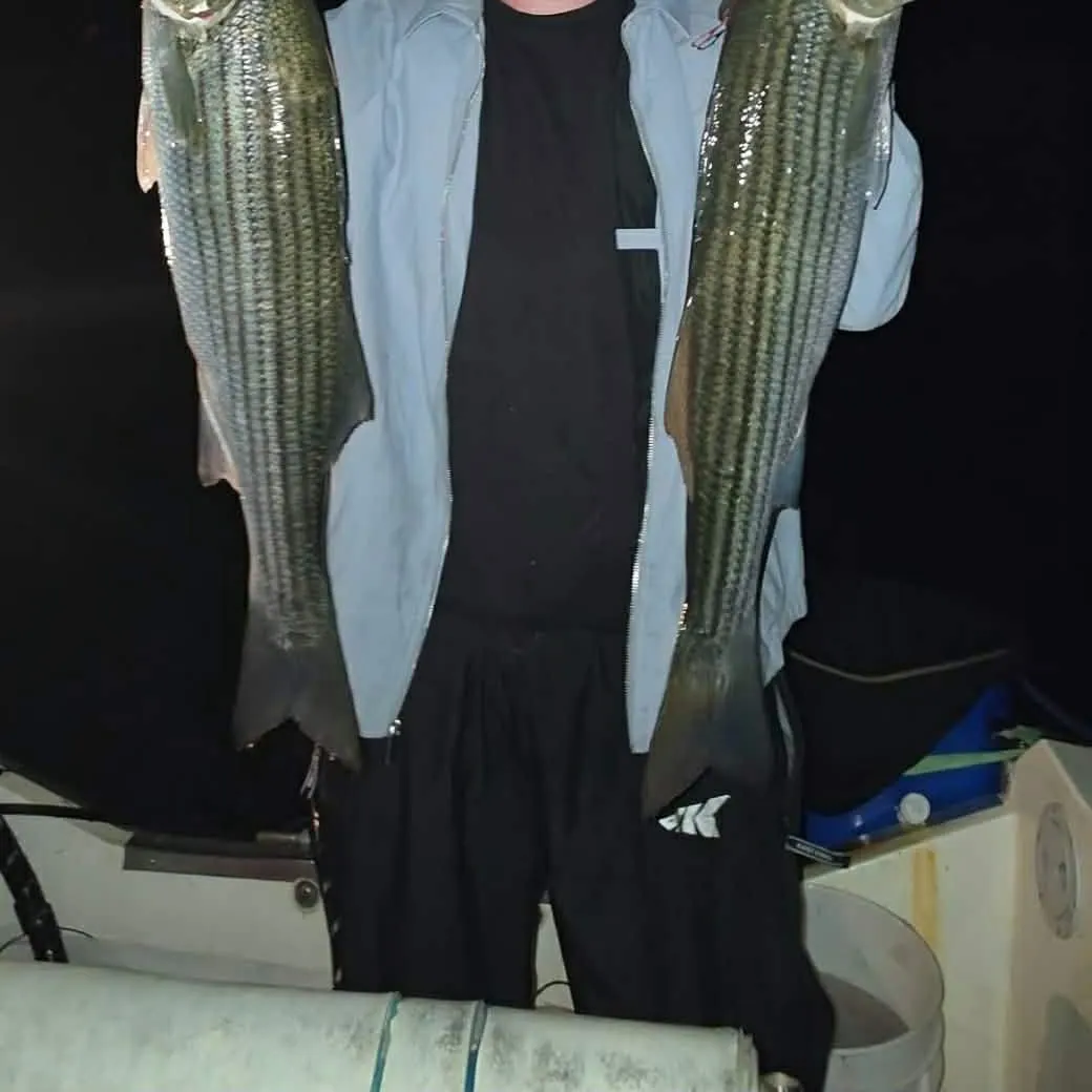 Striped bass caught on Fishbrain