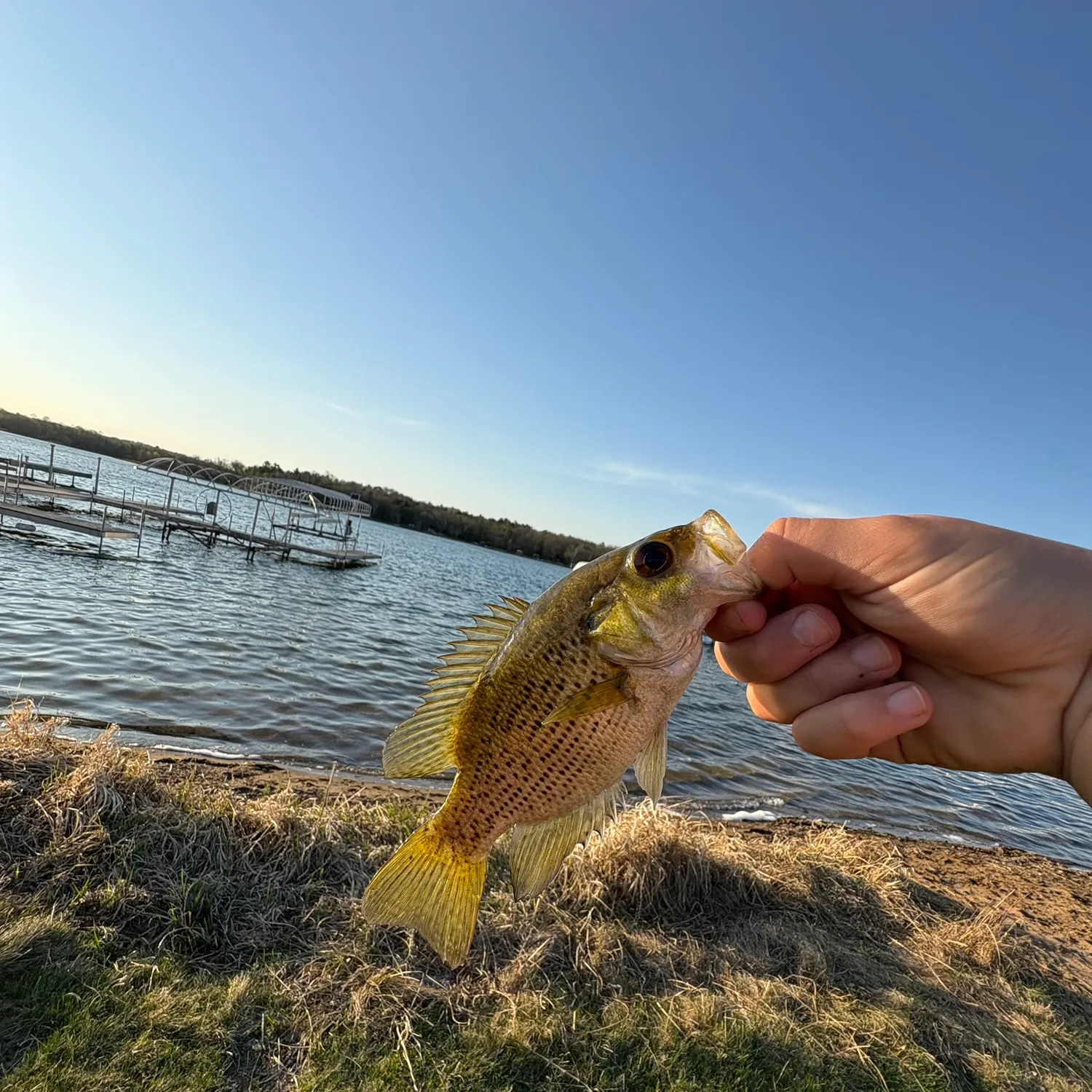 The most recent Ocean sunfish catches on Fishbrain