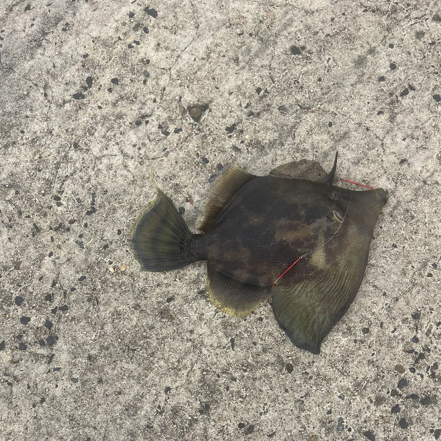 The most recent Fan-bellied leatherjacket catches on Fishbrain