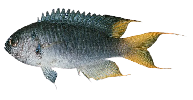 Yellowtail demoiselle