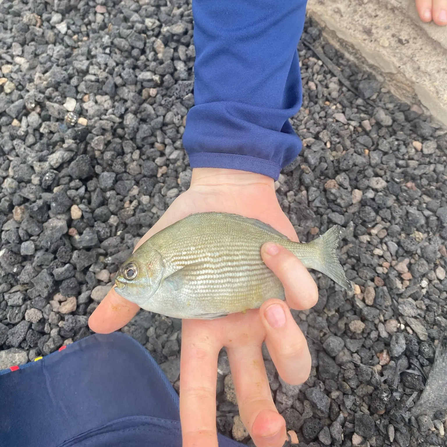 The most recent Yellow sea chub catches on Fishbrain