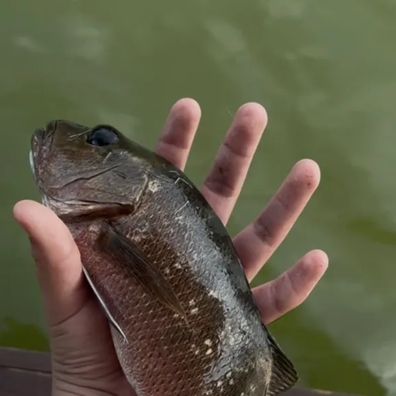 Mangrove snapper caught on Fishbrain