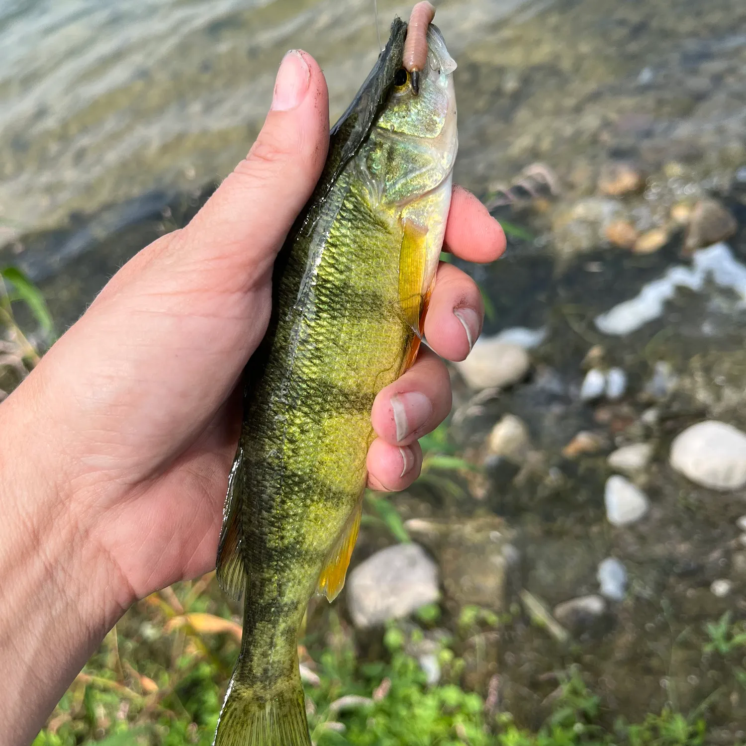 Yellow perch caught on Fishbrain