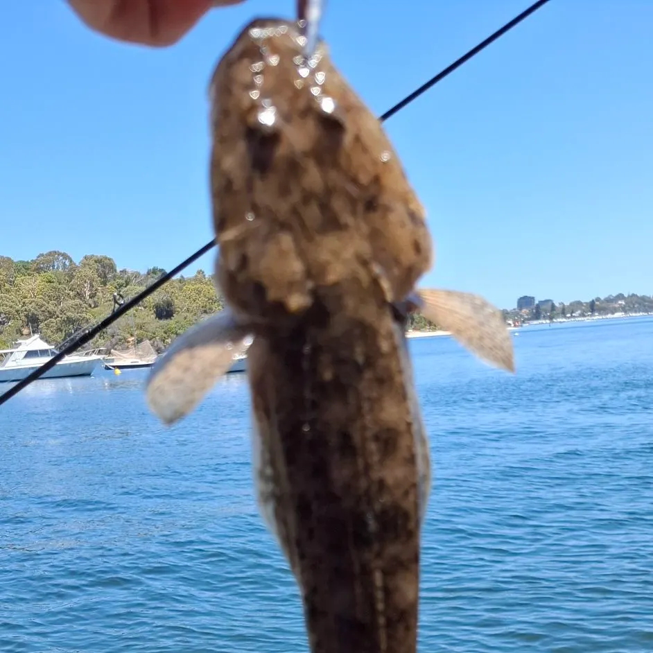 The most recent Dusky flathead catches on Fishbrain