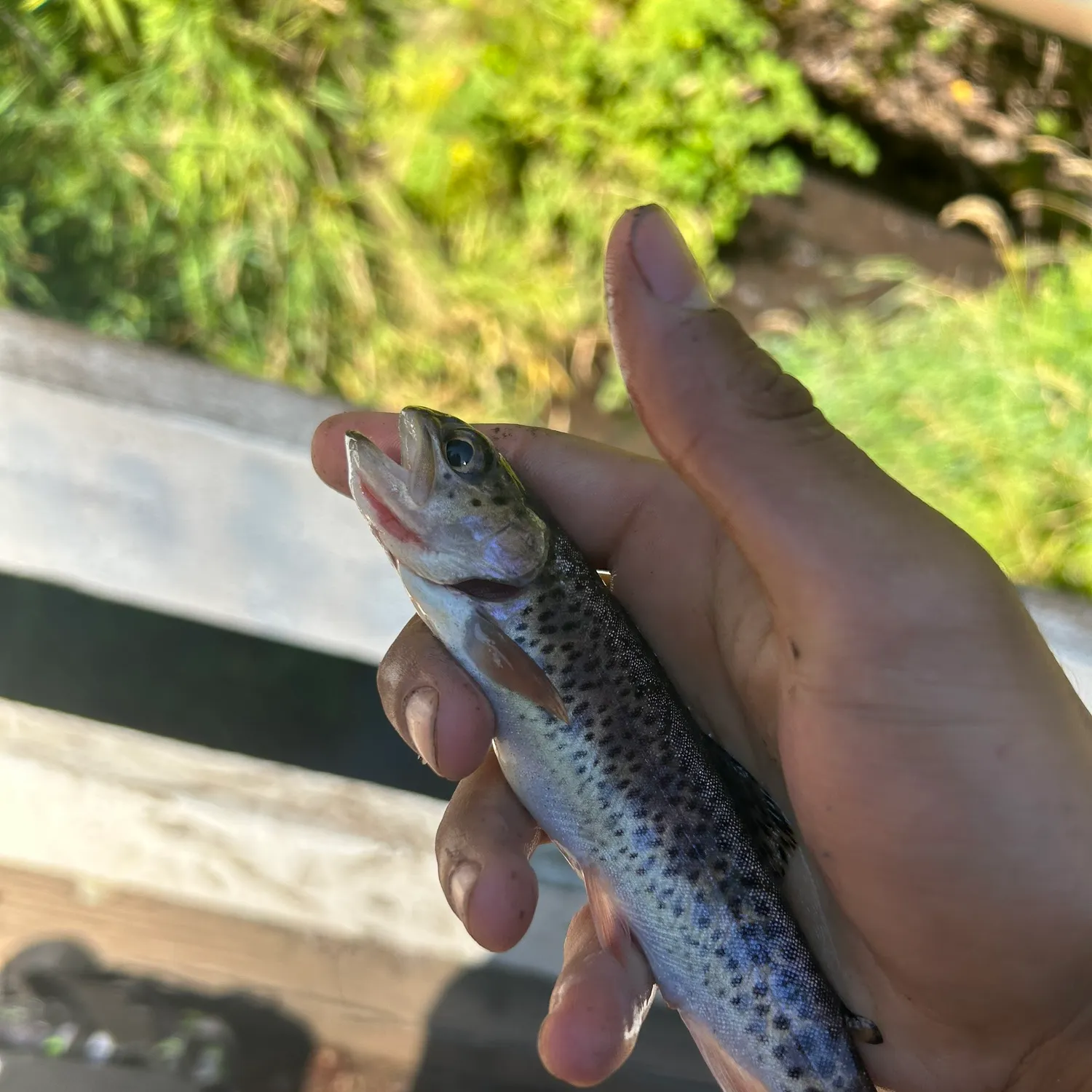 Westslope cutthroat trout caught on Fishbrain