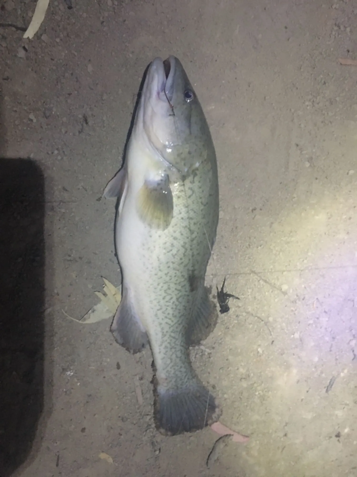 Post image from tziday5018