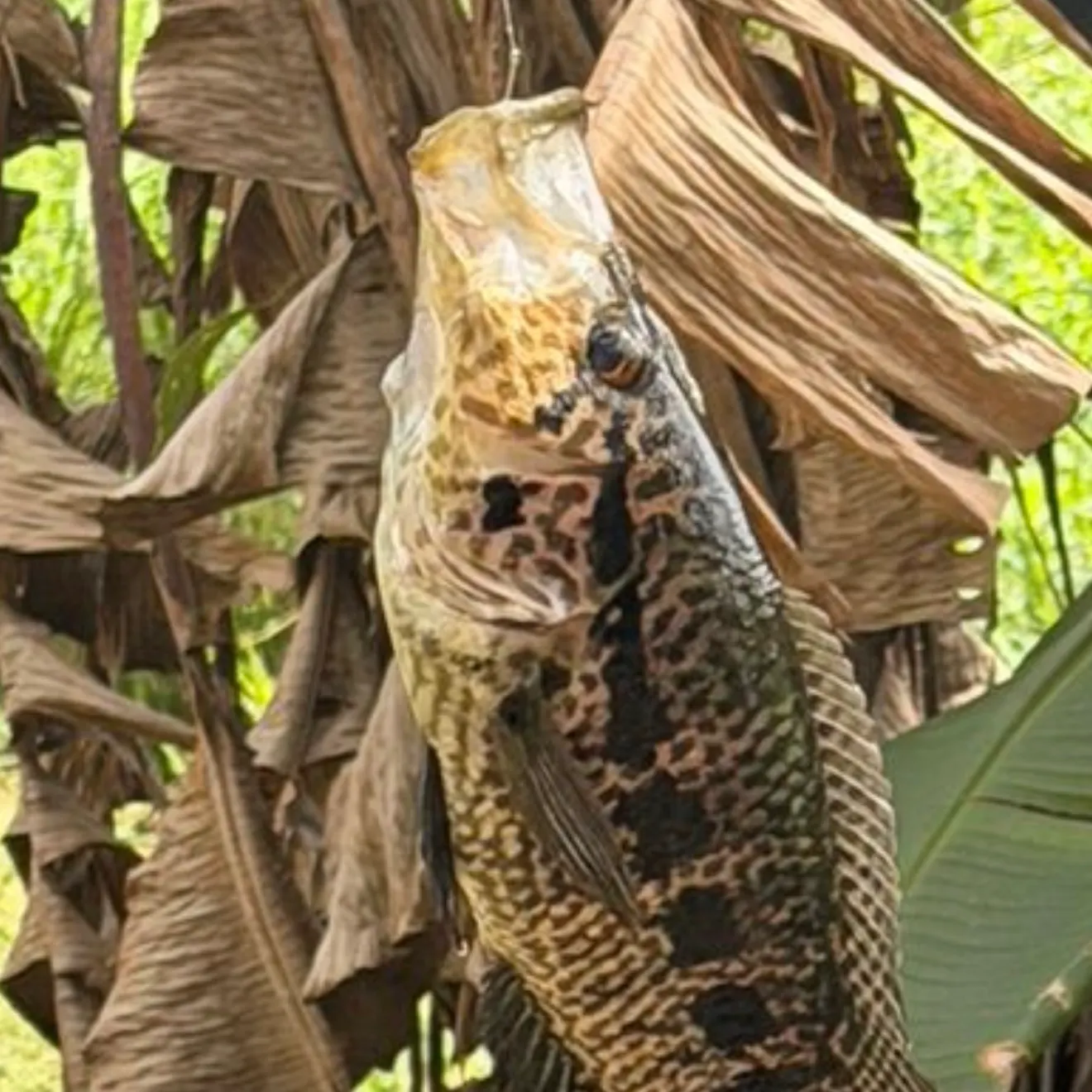 The most recent Jaguar cichlid catches on Fishbrain