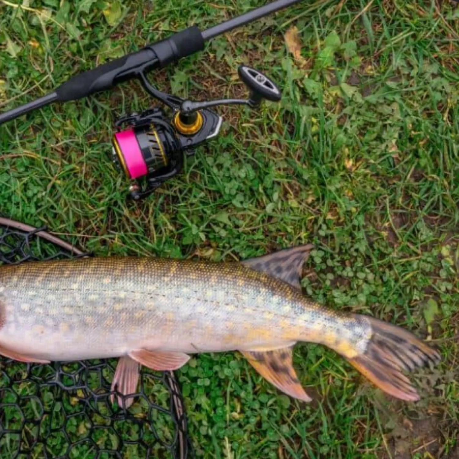 The most recent Muskellunge catches on Fishbrain