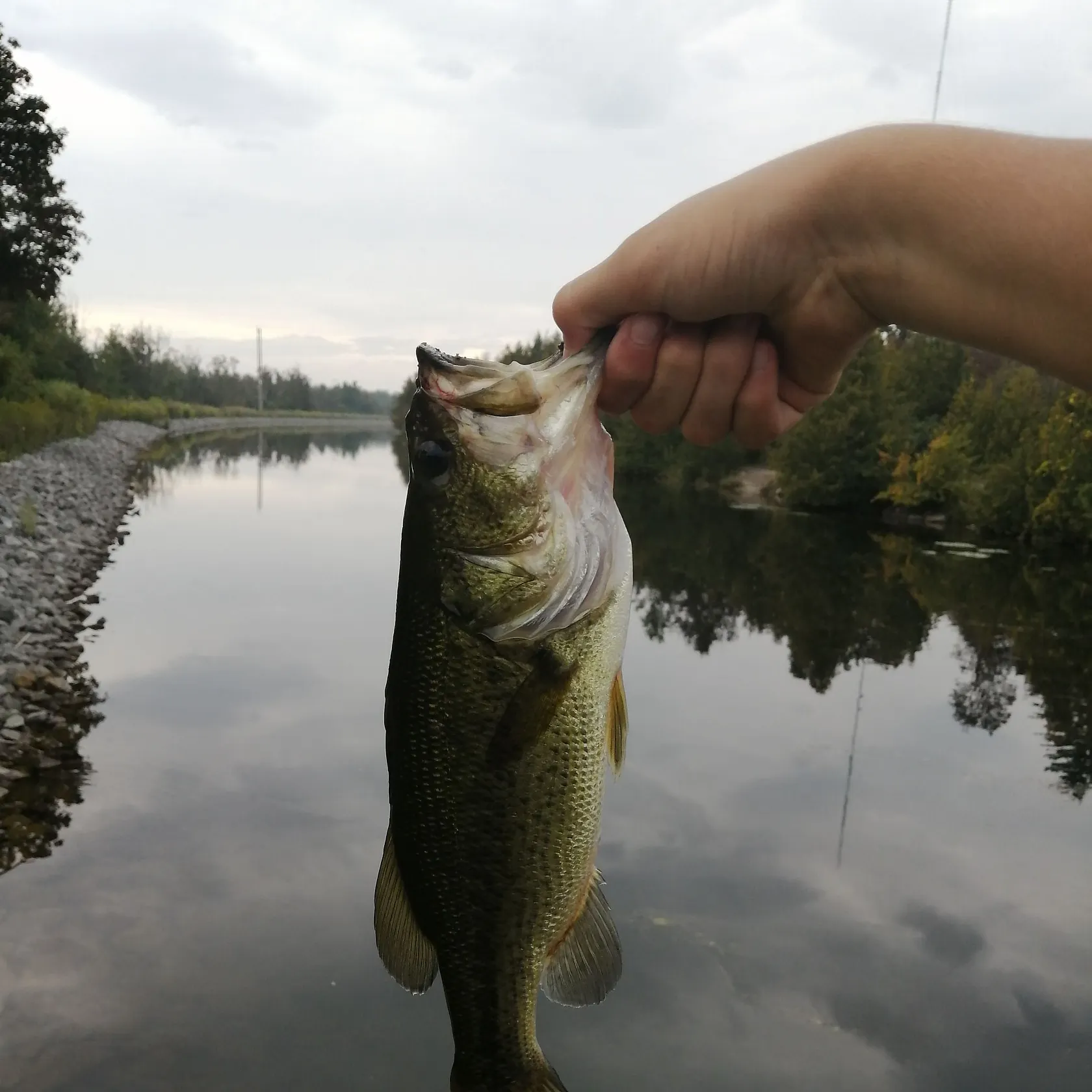 Largemouth bass caught on Fishbrain